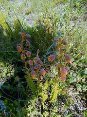 Hermannia concinnifolia