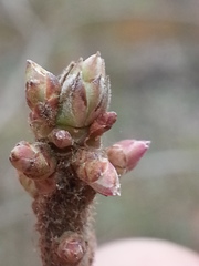 Rhododendron canescens