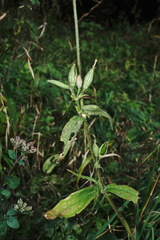 Silene noctiflora