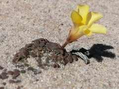 Oxalis bullulata