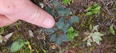 Euphorbia ecklonii