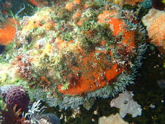 Haliotis midae