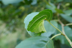 Apoderus coryli