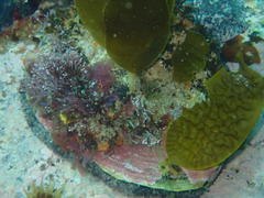 Haliotis midae