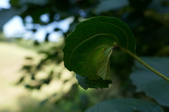 Apoderus coryli