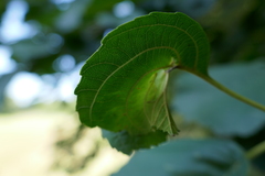 Apoderus coryli
