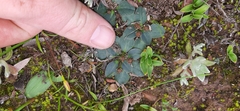 Euphorbia ecklonii