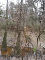 Rhododendron canescens