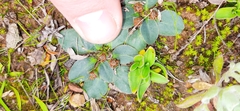 Euphorbia ecklonii
