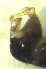Bactericera cockerelli