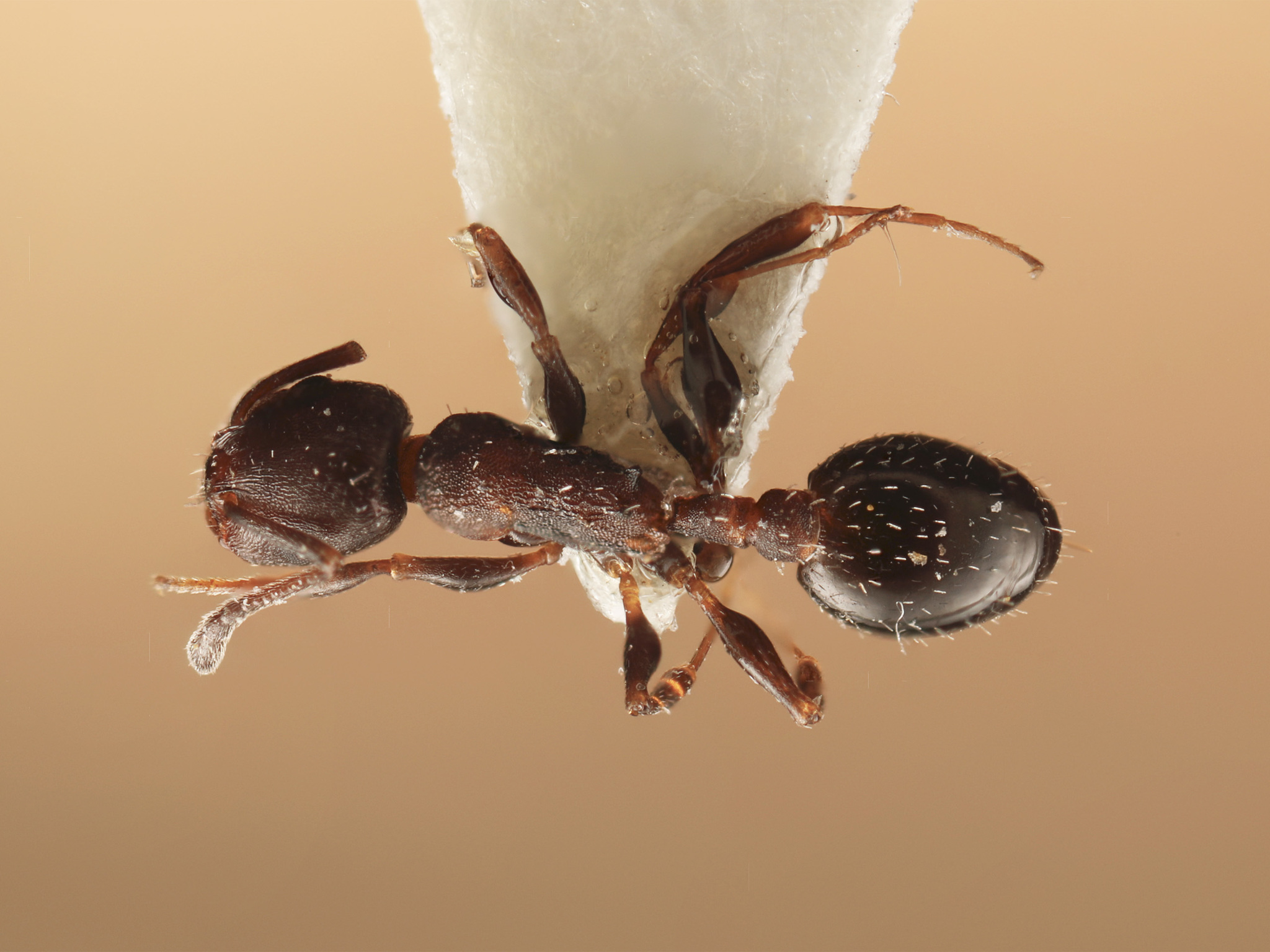 Temnothorax gallae