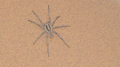 Lycosa praegrandis