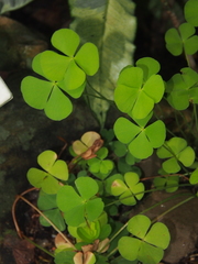 Marsilea crenata