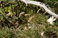 Melica transsilvanica