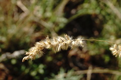 Melica transsilvanica