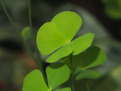 Marsilea crenata