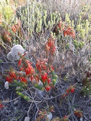 Erica coccinea