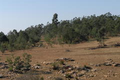 Aloe marlothii marlothii