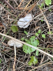 Marasmius wynneae