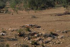 Aloe marlothii marlothii