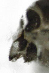 Bactericera cockerelli