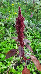 Amaranthus caudatus