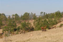 Aloe marlothii marlothii