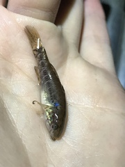 Dormitator maculatus