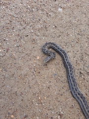 Amplorhinus multimaculatus