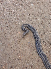 Amplorhinus multimaculatus