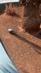 Columba livia domestica