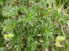 Alchemilla alpigena