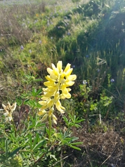 Lupinus arboreus