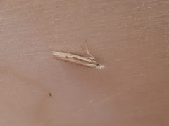 Agriphila trabeatellus