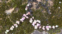 Braunsia maximilianii