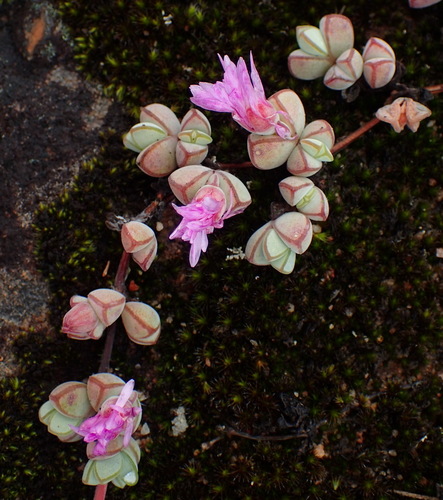 Image of Braunsia maximiliani by (c) Nicola van Berkel, some rights reserved (CC BY-SA)