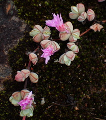 Braunsia maximilianii