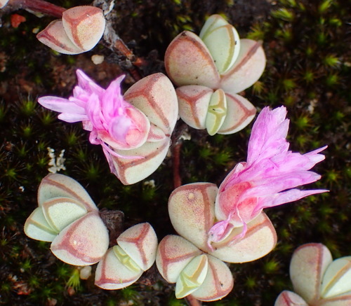 Image of Braunsia maximiliani by (c) Nicola van Berkel, some rights reserved (CC BY-SA)