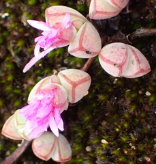 Braunsia maximilianii