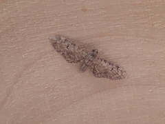 Eupithecia ultimaria