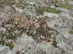 Braunsia maximilianii