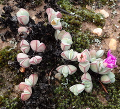 Braunsia maximilianii