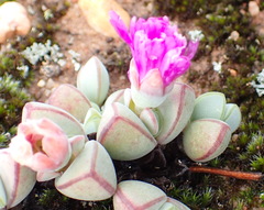 Braunsia maximilianii