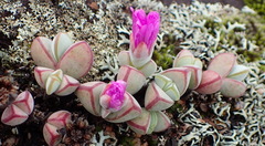 Braunsia maximilianii