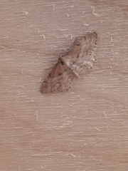 Idaea fractilineata