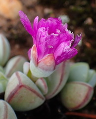 Braunsia maximilianii