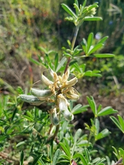 Lupinus arboreus