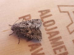 Anarta pugnax