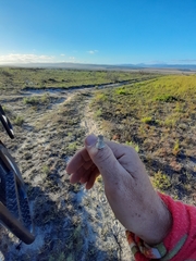 Hyperolius horstockii