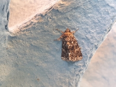 Callopistria latreillei